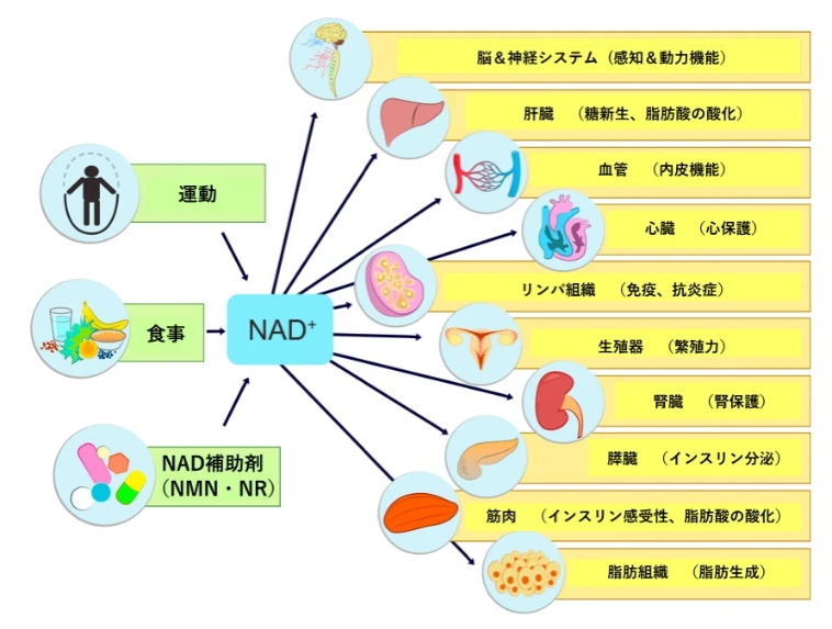 NADの図
